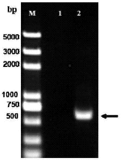 A fowl adenovirus group I serum type 4 genetic engineering subunit vaccine, and a preparing method and applications thereof