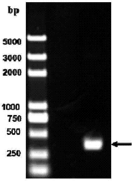 A fowl adenovirus group I serum type 4 genetic engineering subunit vaccine, and a preparing method and applications thereof