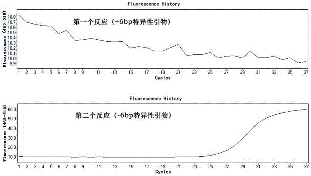 A method for detecting polymorphism of tyms gene based on fluorescent pcr