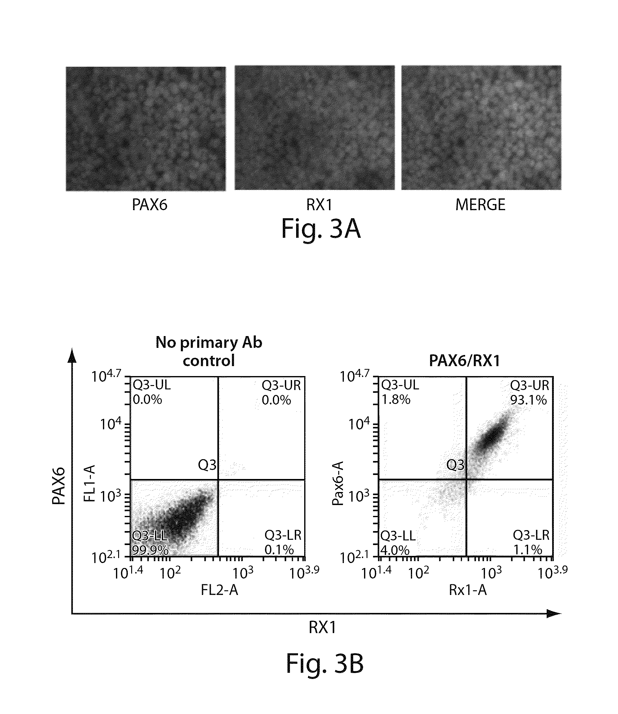 Photoreceptors and photoreceptor progenitors produced from pluripotent stem cells