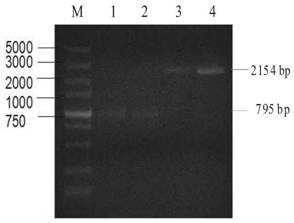 Elytrigia elongata external rectification potassium channel protein and coding gene and application thereof