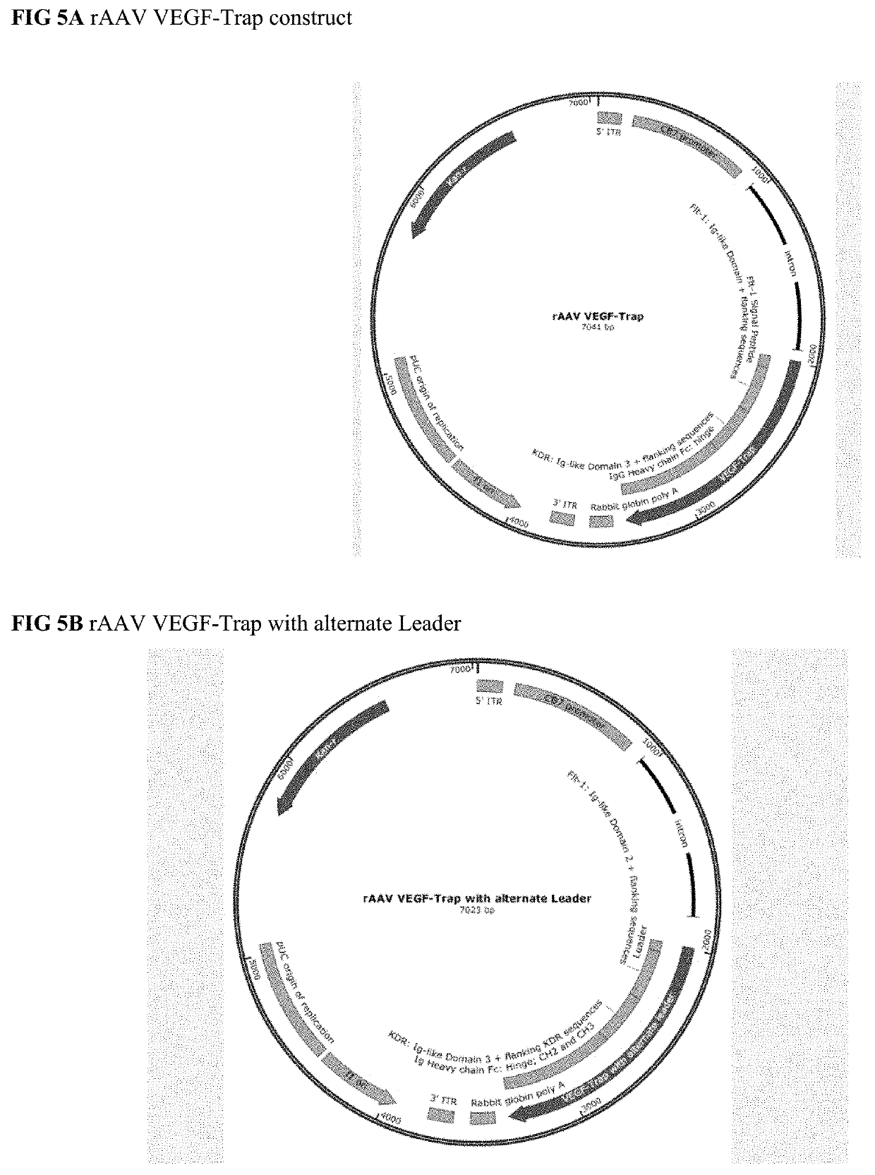 Treatment of ocular diseases with human post-translationally modified vegf-trap