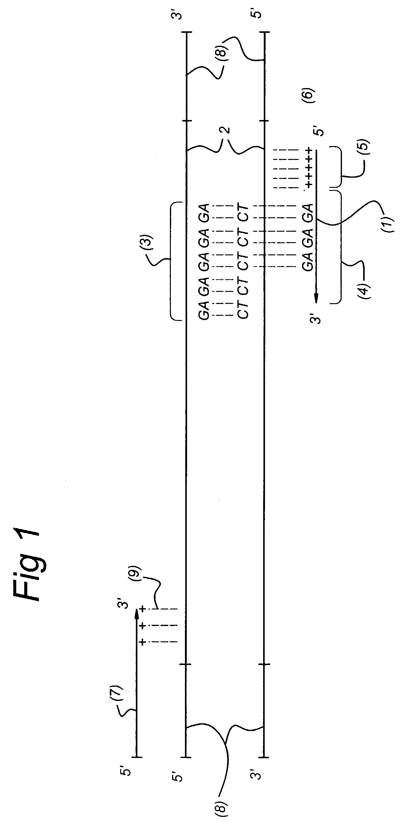 Methods and kits comprising AFLP primers, and ramp primers with a part complementary to a compound microsatellite repeat and an anchor part complementary to nucleotides adjacent to the repeat