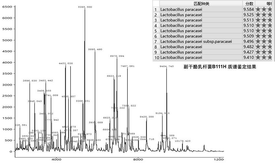 A kind of Lactobacillus paracasei b111h and its application in metabolic syndrome