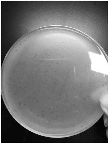 Vibrio campbellii phage and application thereof