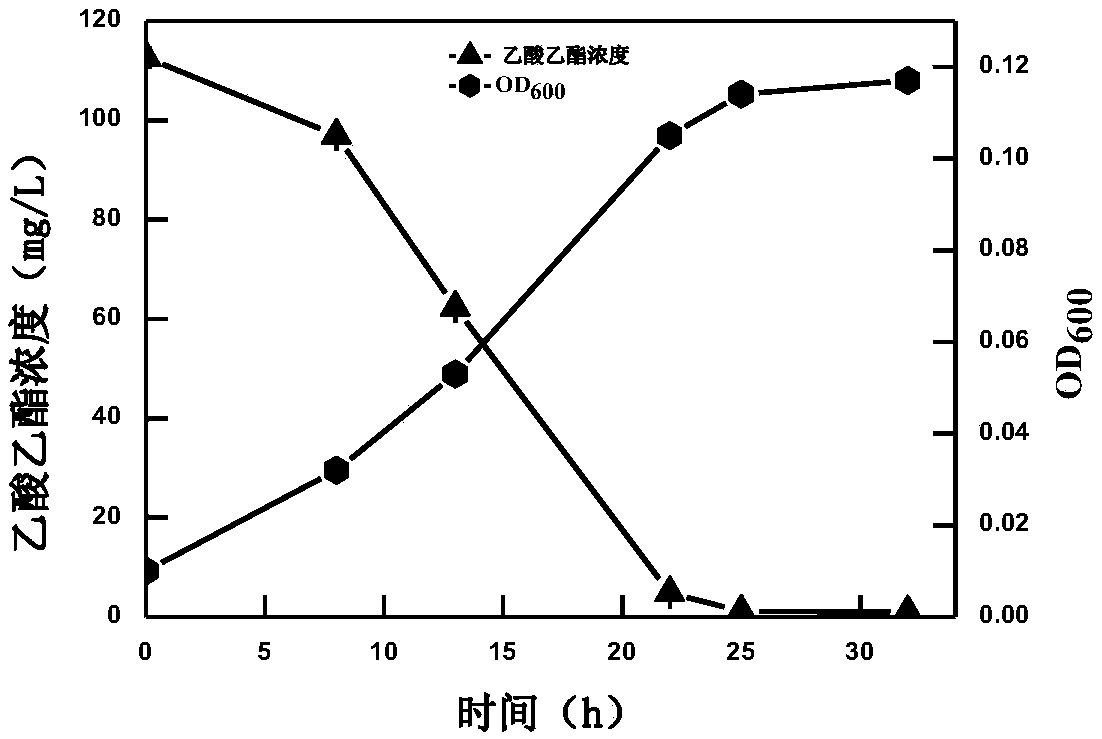 Stenotrophomonas sp. HY-2 and application thereof in degradation of organic compounds