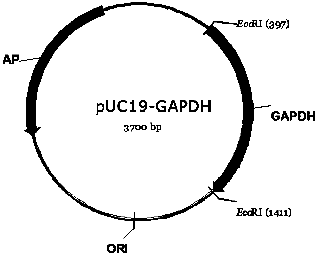 Application of gene IKZF3 in preparing lung cancer diagnosis kit and kit