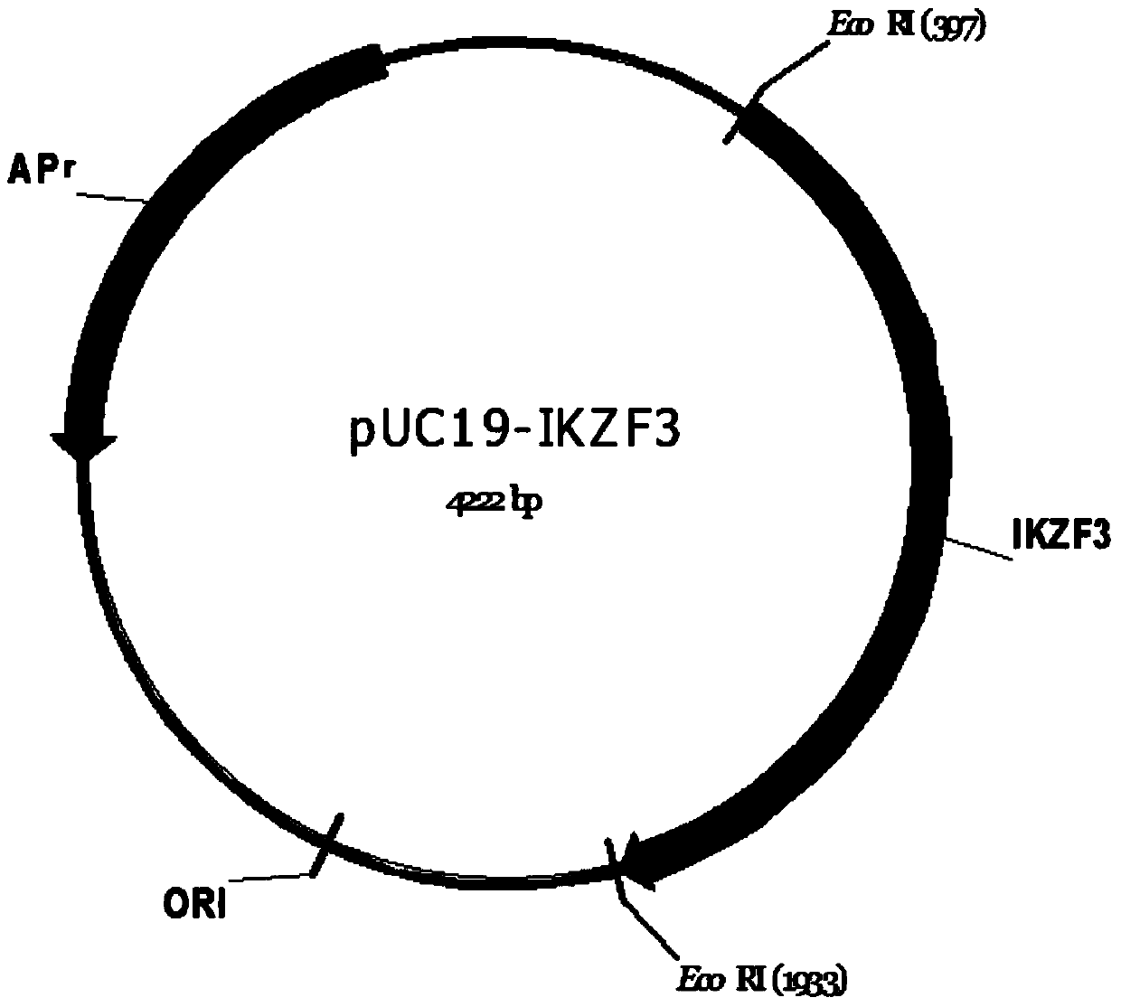 Application of gene IKZF3 in preparing lung cancer diagnosis kit and kit