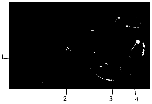 Method for detecting fungi carried by rice seeds using improved Bengal red medium