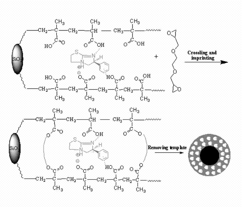 Preparation method of new material for separating and purifying chiral tetramisole (TM)