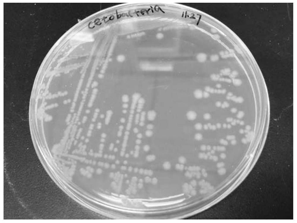 A strain of aquatic probiotics with lipid-lowering, anti-inflammatory, anti-apoptotic and anti-viral functions and its application
