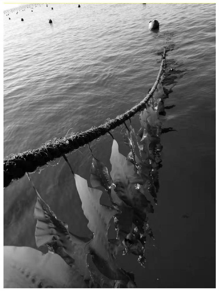 A cultured seedling rope and seedling clamping method for preventing kelp from falling off