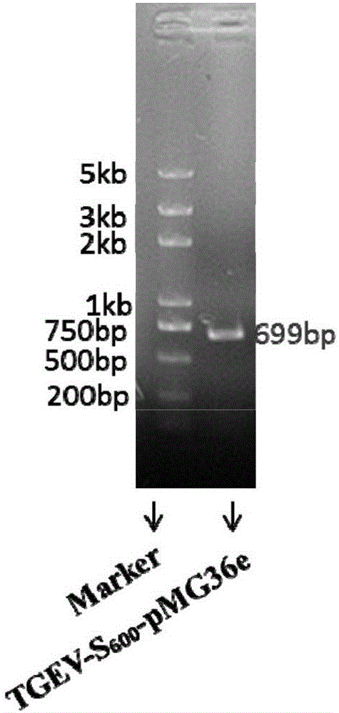 Recombinant lactococcus lactis expressing S600 gene of transmissible gastroenteritis virus of pigs and application