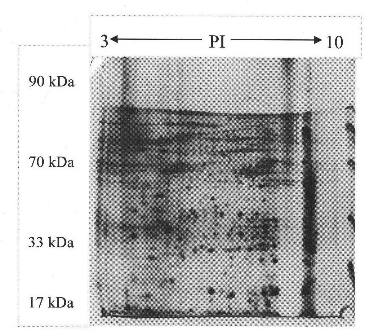 Immunogenic protein in schistosoma japonicum soluble egg antigen as well as screening method and application thereof