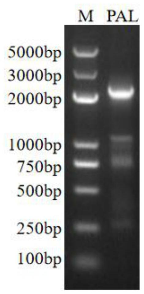 Phenylalanine ammonia lyase gene ThPAL derived from radix tetrastigme and application thereof