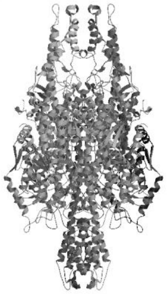 Phenylalanine ammonia lyase gene ThPAL derived from radix tetrastigme and application thereof