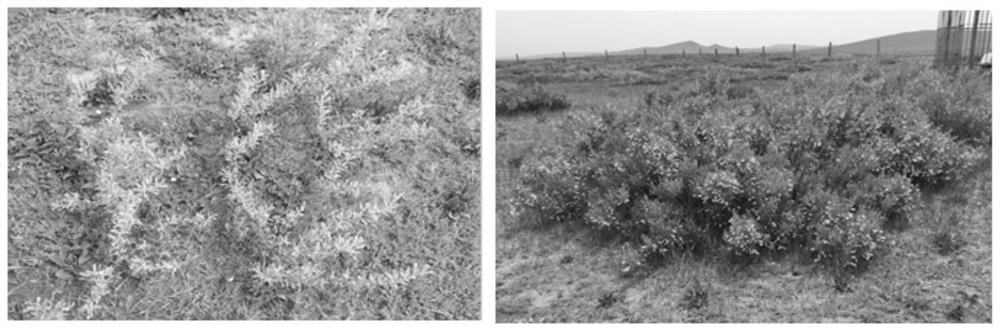 Method for efficiently inhibiting grassland shrub formation