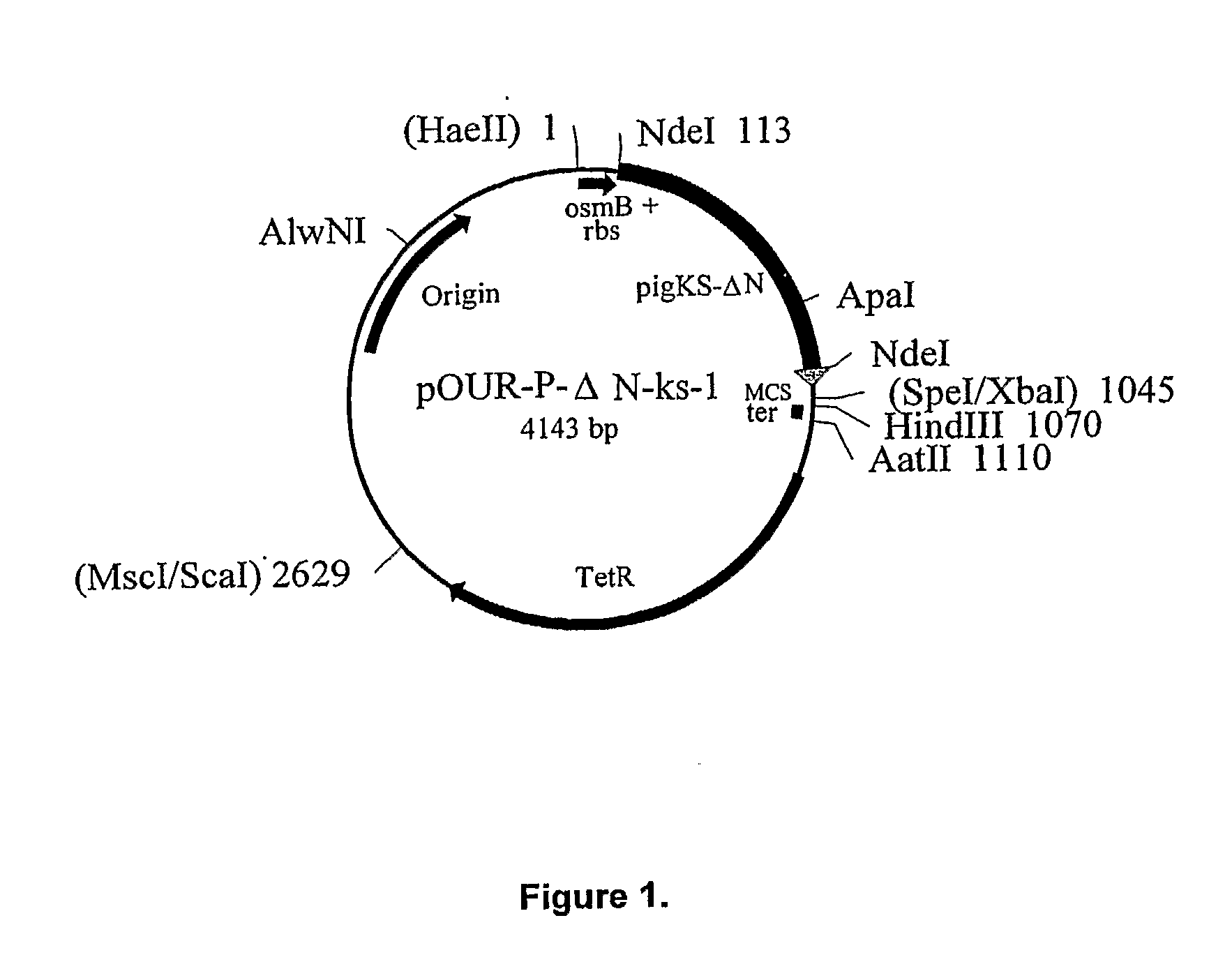 Variant Forms of Urate Oxidase and Use Thereof