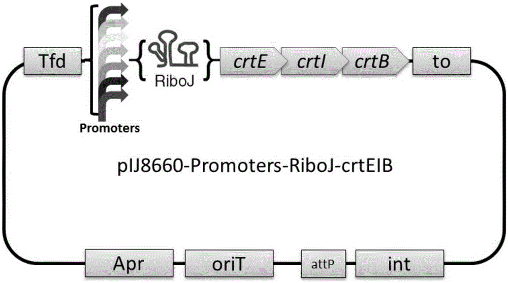 Method for constructing recombinant strain capable of producing target gene product at high yield, and recombinant strain and application thereof