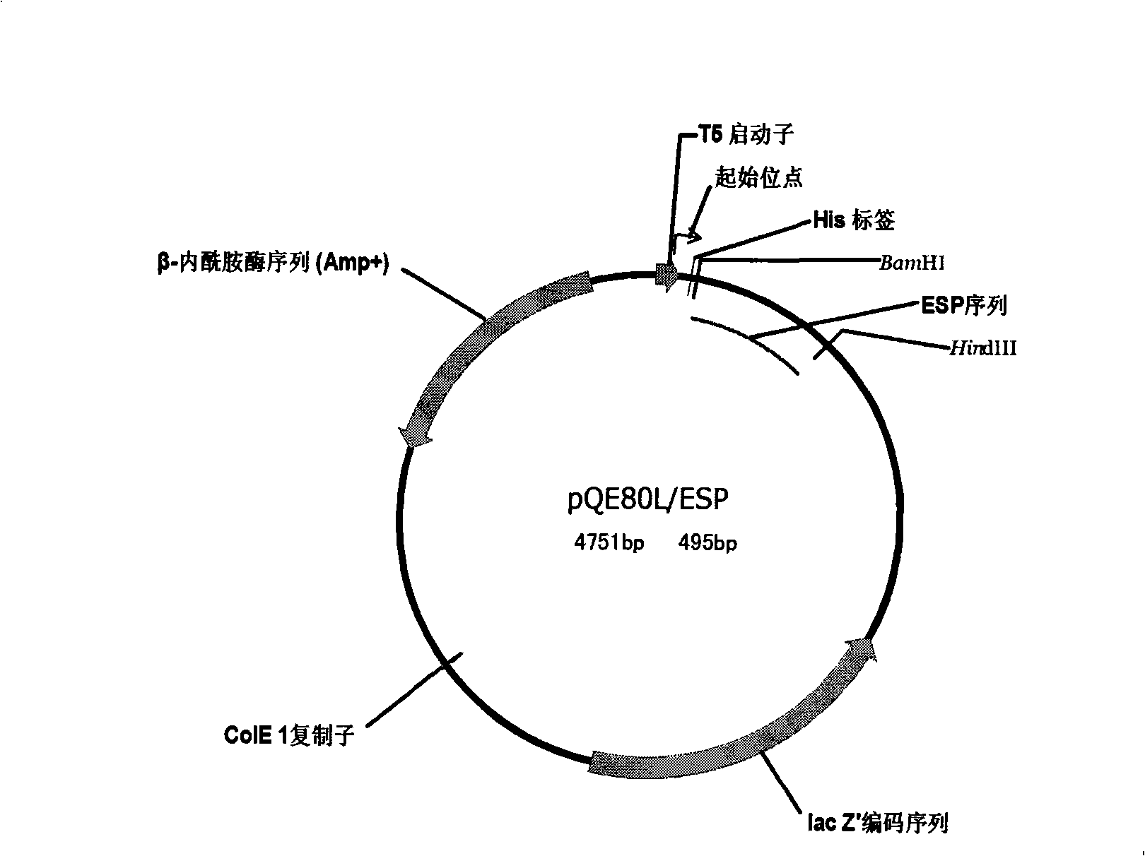 Paragonimiasis detection reagent kit and method for making same