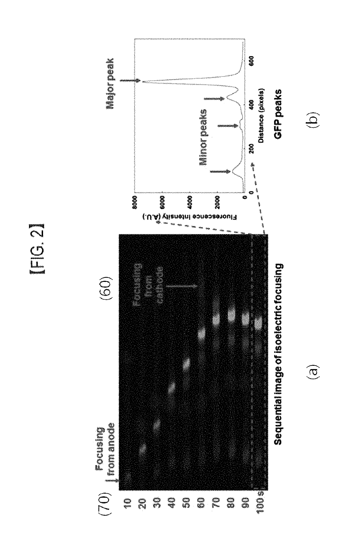 Nonvolatile protein memory system with optical write/erase and electrical readout capability