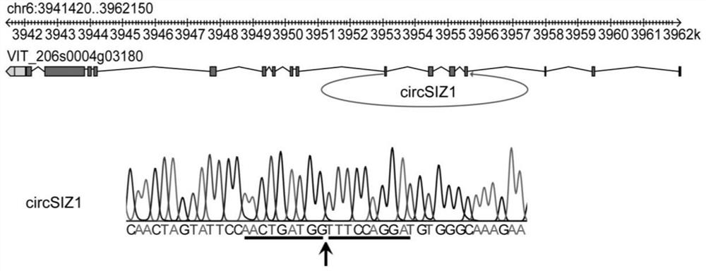 Application of grape circSIZ1 in regulation and control of plant growth and development and salt stress resistance