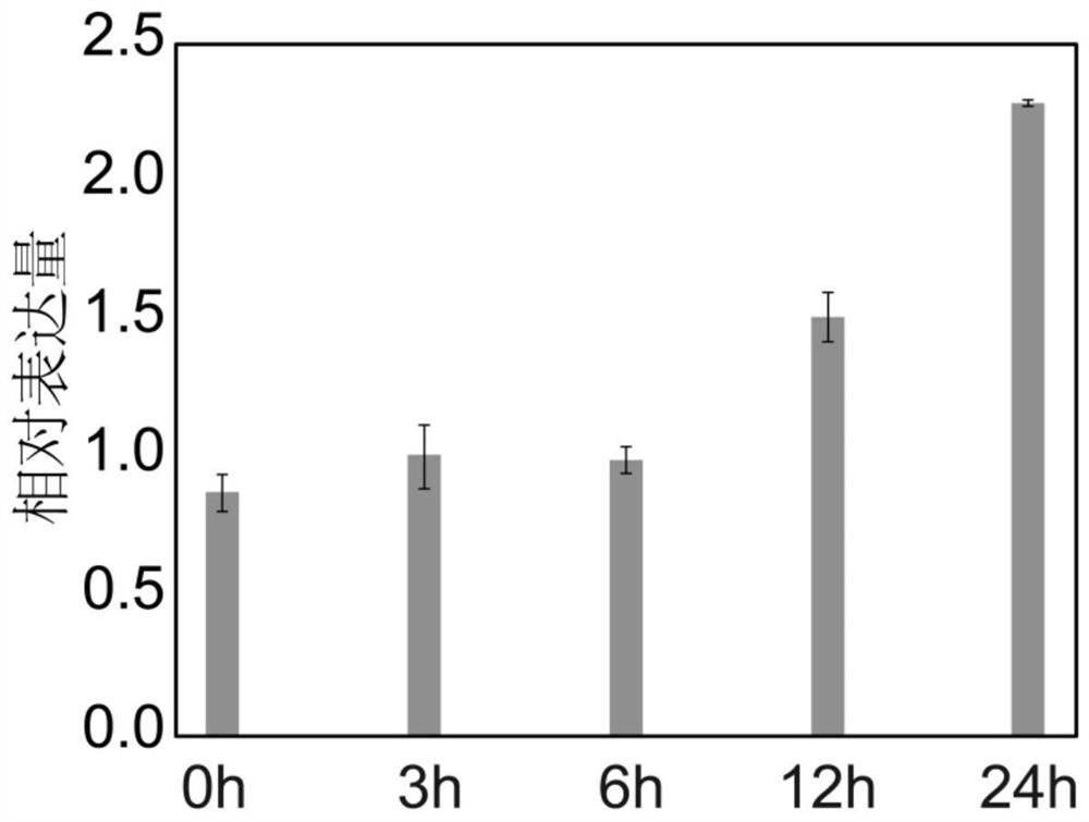 Application of grape circSIZ1 in regulation and control of plant growth and development and salt stress resistance