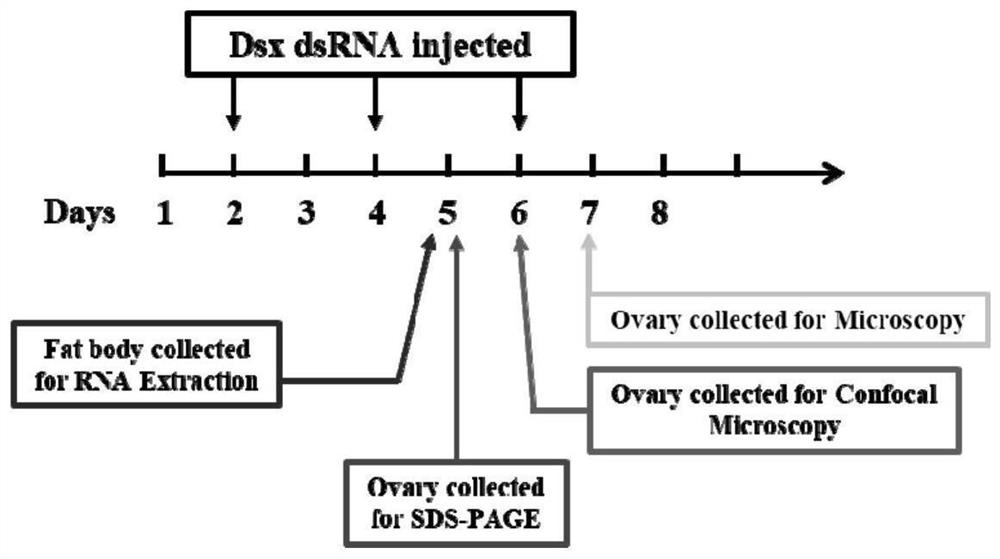 dsrna designed based on the American cockroach dsx gene, its preparation method, encoding gene and application