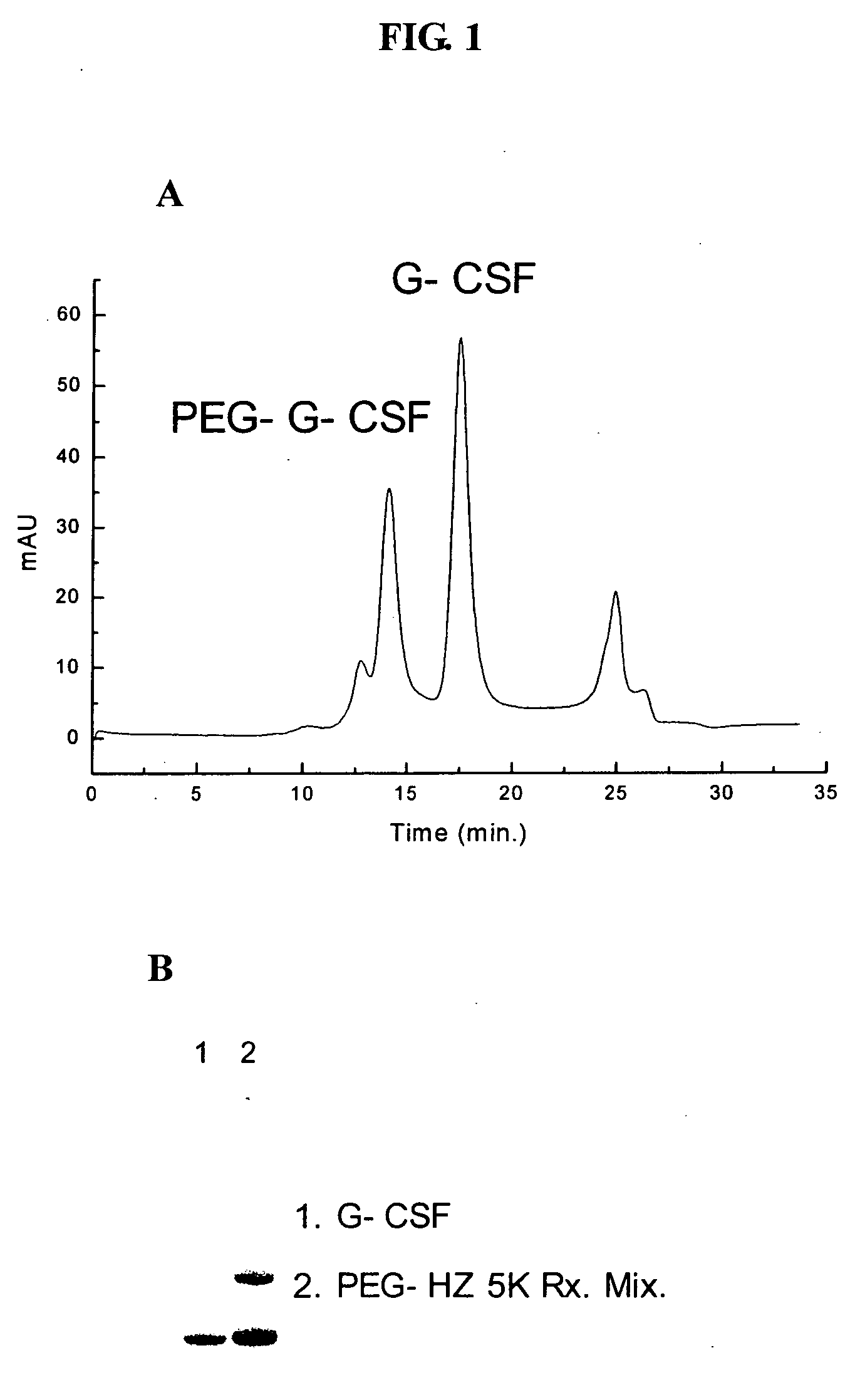 Human growth hormone conjugated with biocompatible polymer