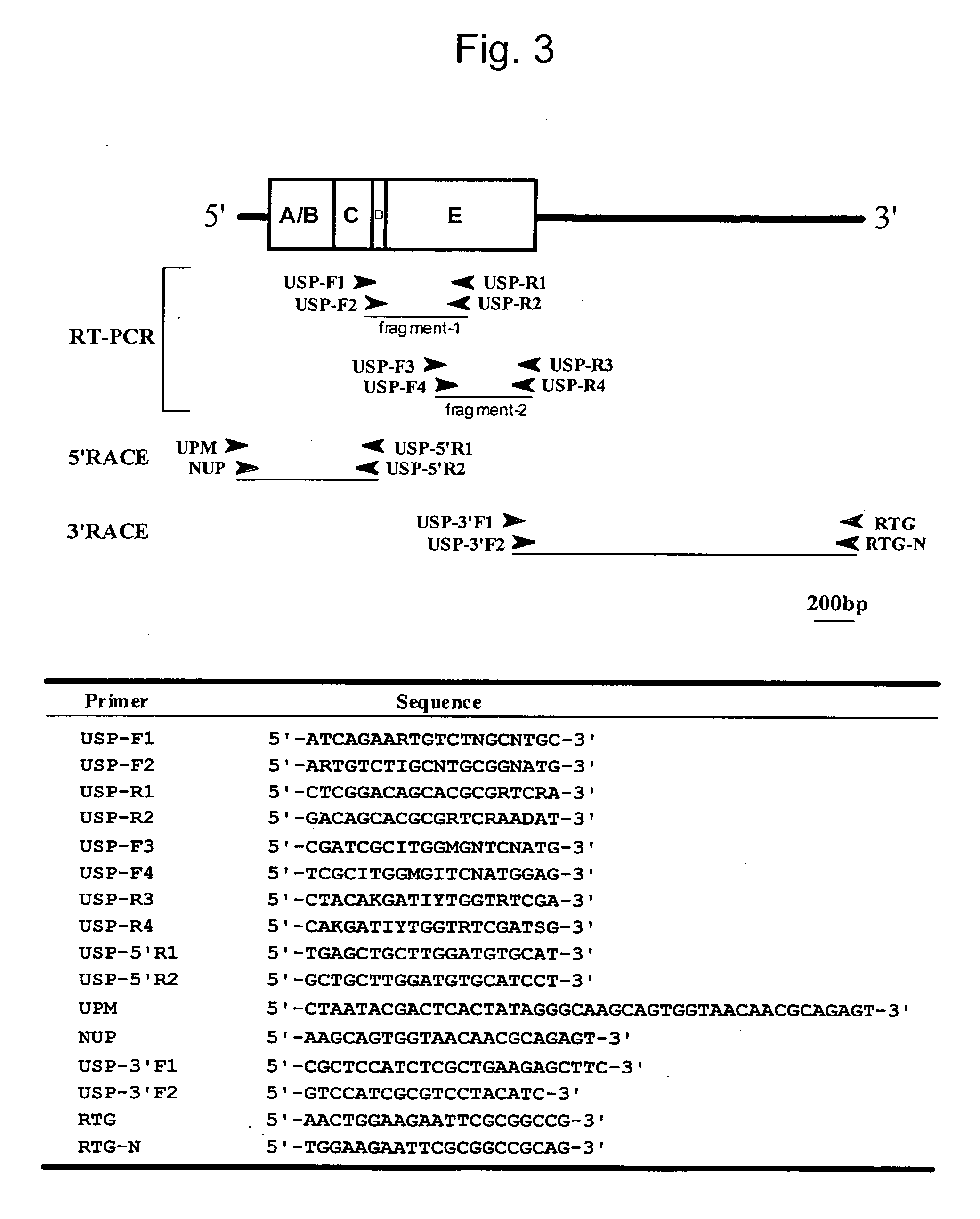Molting hormone receptor and method for screening ligand to the receptor