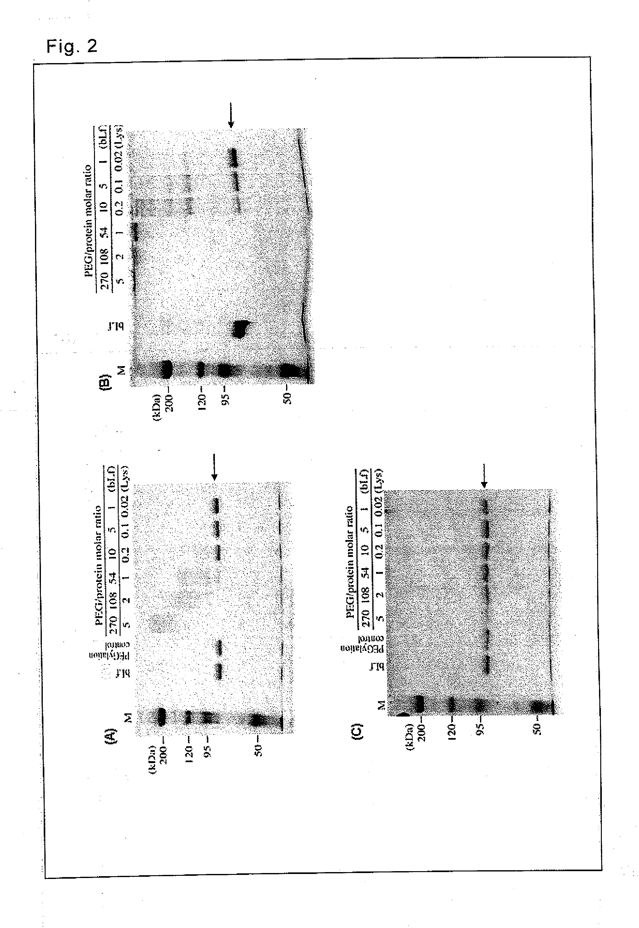Lactoferrin complex and method of producing the same