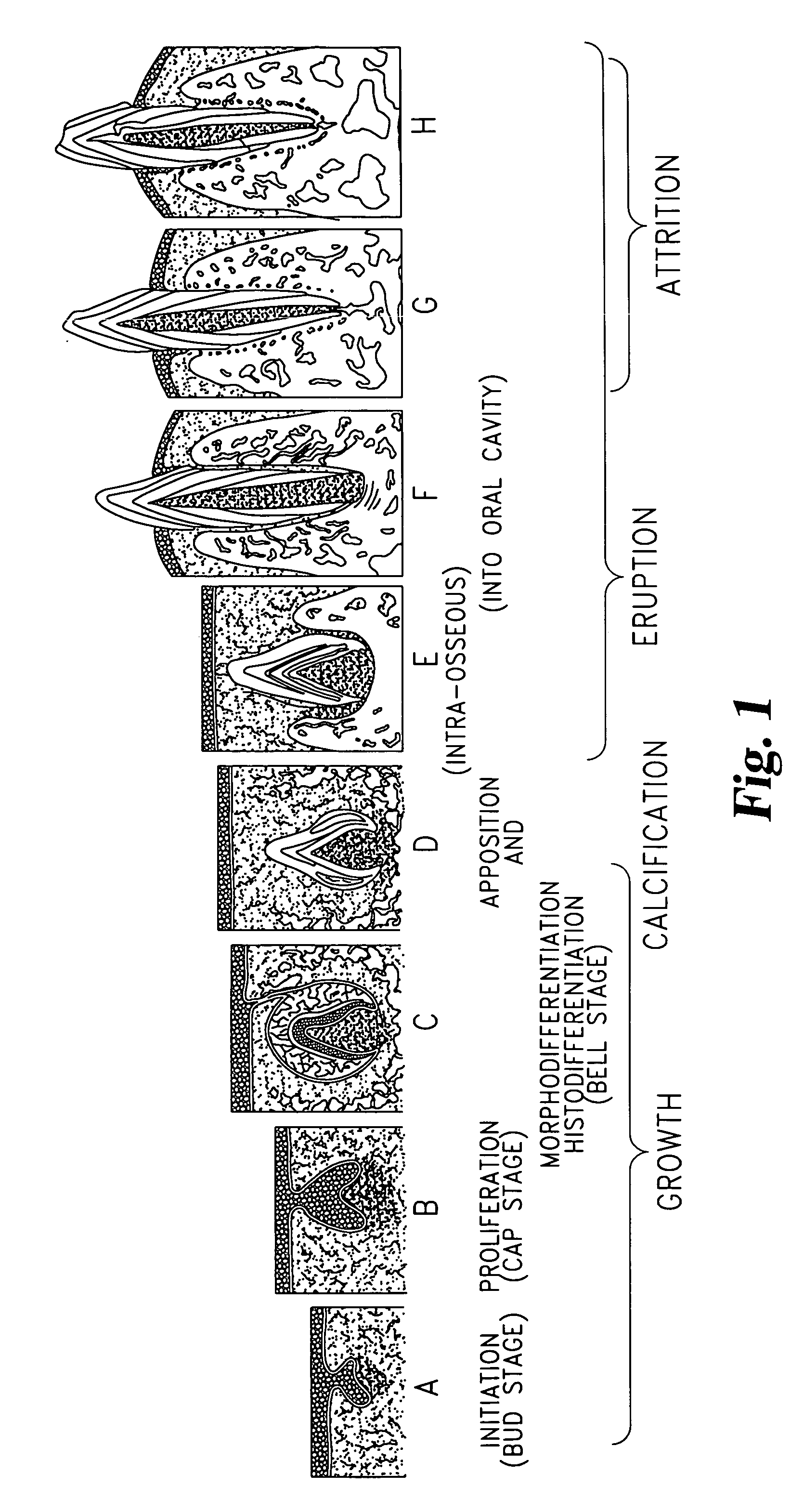 Method for obtaining and storing multipotent stem cells