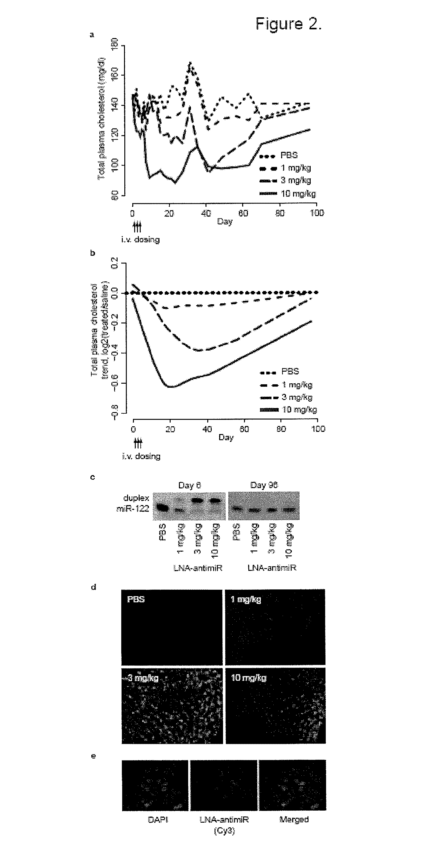 Pharmaceutical compositions for treatment of microRNA related diseases