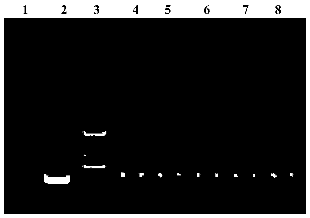 ShRNA for inhibiting human EDARADD gene expression, lentiviral vector and construction method and application of lentiviral vector