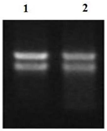Ornithogalum thyrsoides dwarf multi-tiller OtDWARF53 gene and application thereof