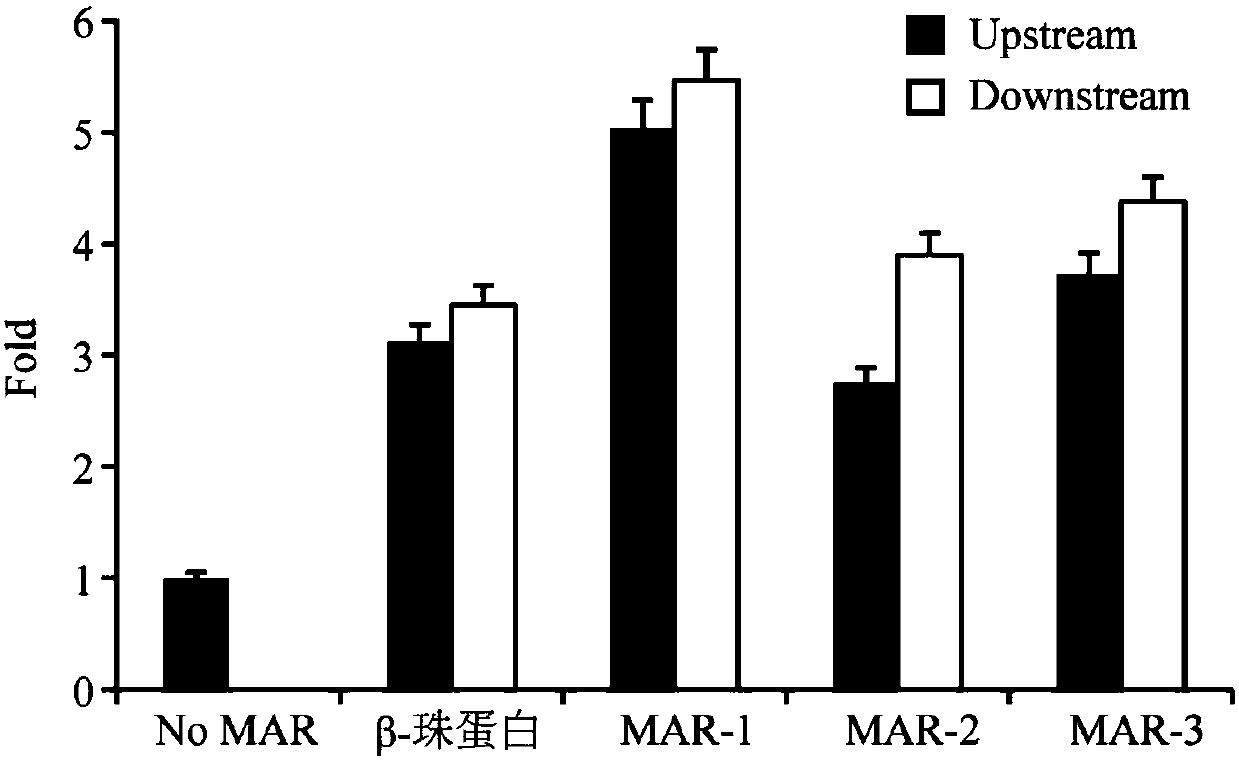 Artificially synthesized MAR (Matrix Attachment Region) fragment, expression vector, expression system and application thereof