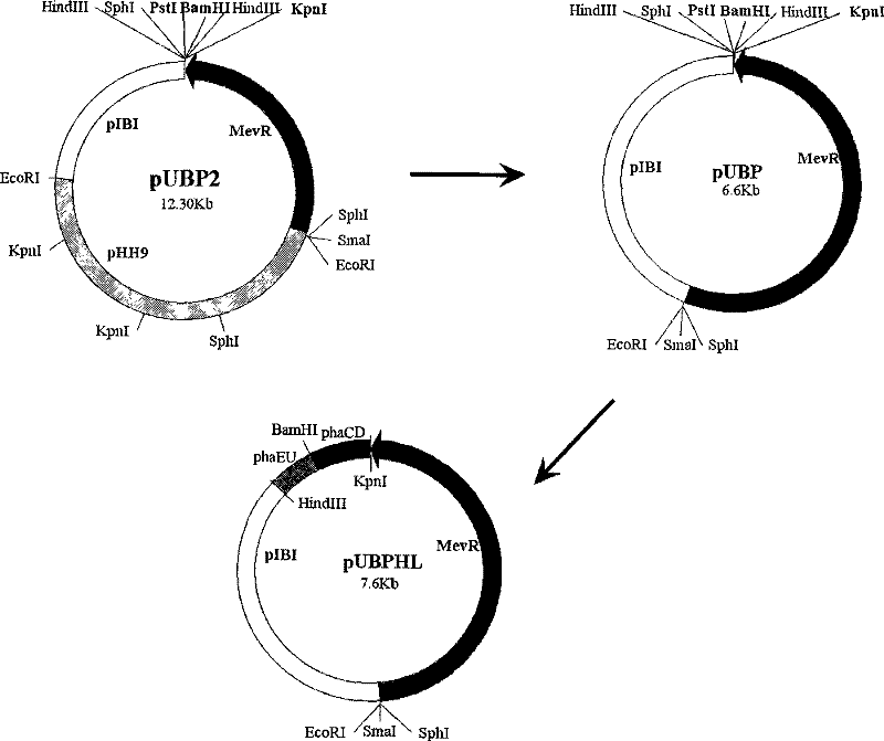 Extremely halophilic archaea polyhydroxy fatty acid ester synthases and encoding gene and application