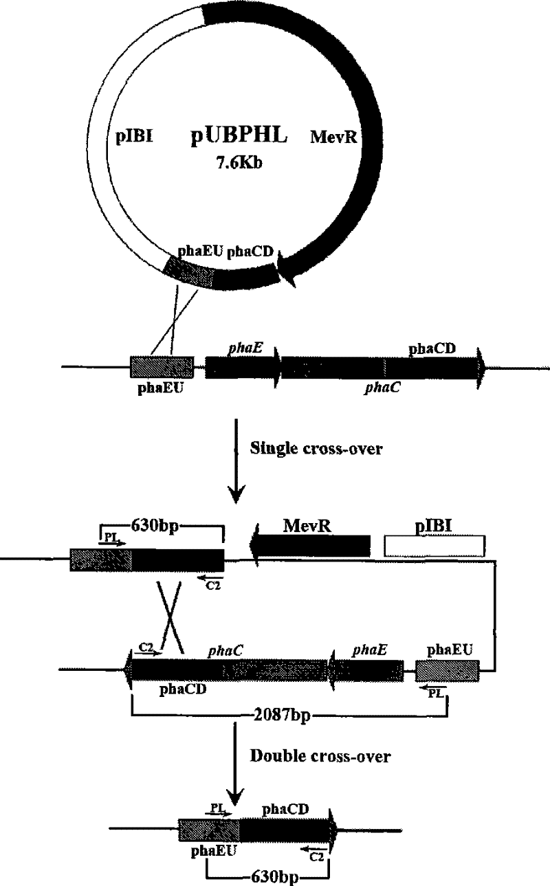 Extremely halophilic archaea polyhydroxy fatty acid ester synthases and encoding gene and application