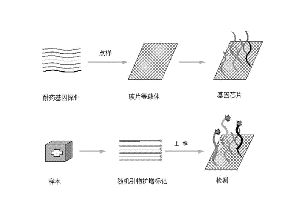 Detection chip for drug resistance gene of bacteria, and application thereof