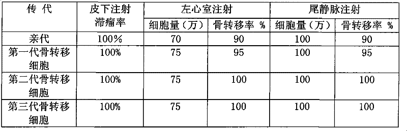 Parental human lung adenocarcinoma cell line with high potential of bone metastasis