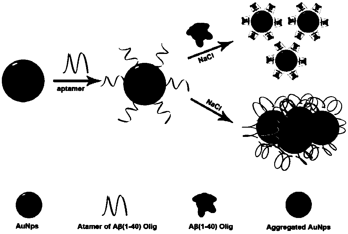 A method for constructing a probe for detection of Alzheimer's disease marker Aβ oligomer by colorimetric method based on nucleic acid aptamer