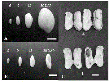 Method for separating and regulating peanut embryonic development gene