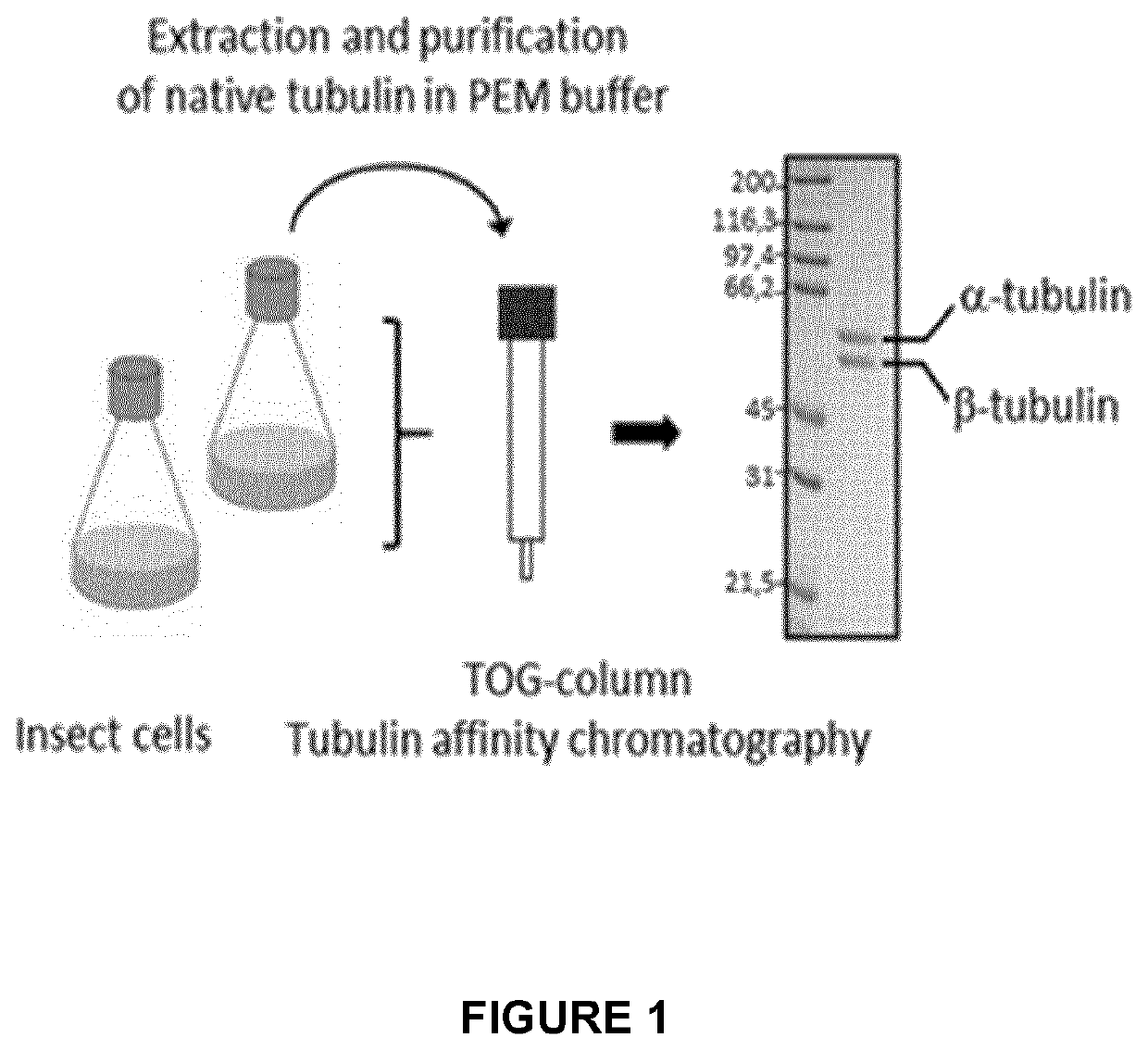 In vitro Screening Assay of TCPase Modulators