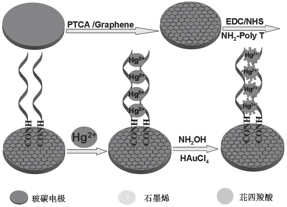 Method for constructing photoelectric chemical sensor for mercury ion detection