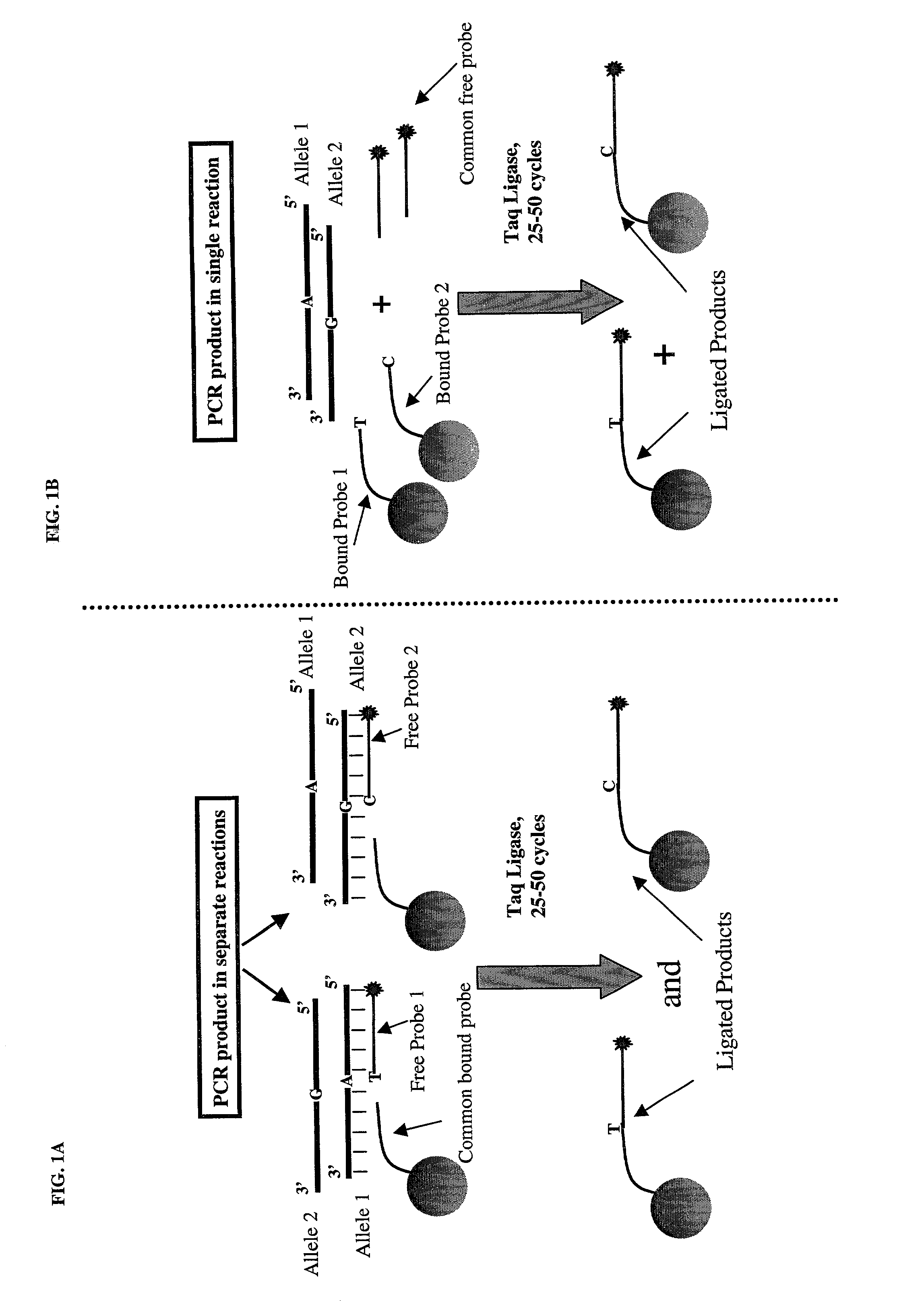 Microsphere based oligonucleotide ligation assays, kits, and methods of use, including high-throughput genotyping