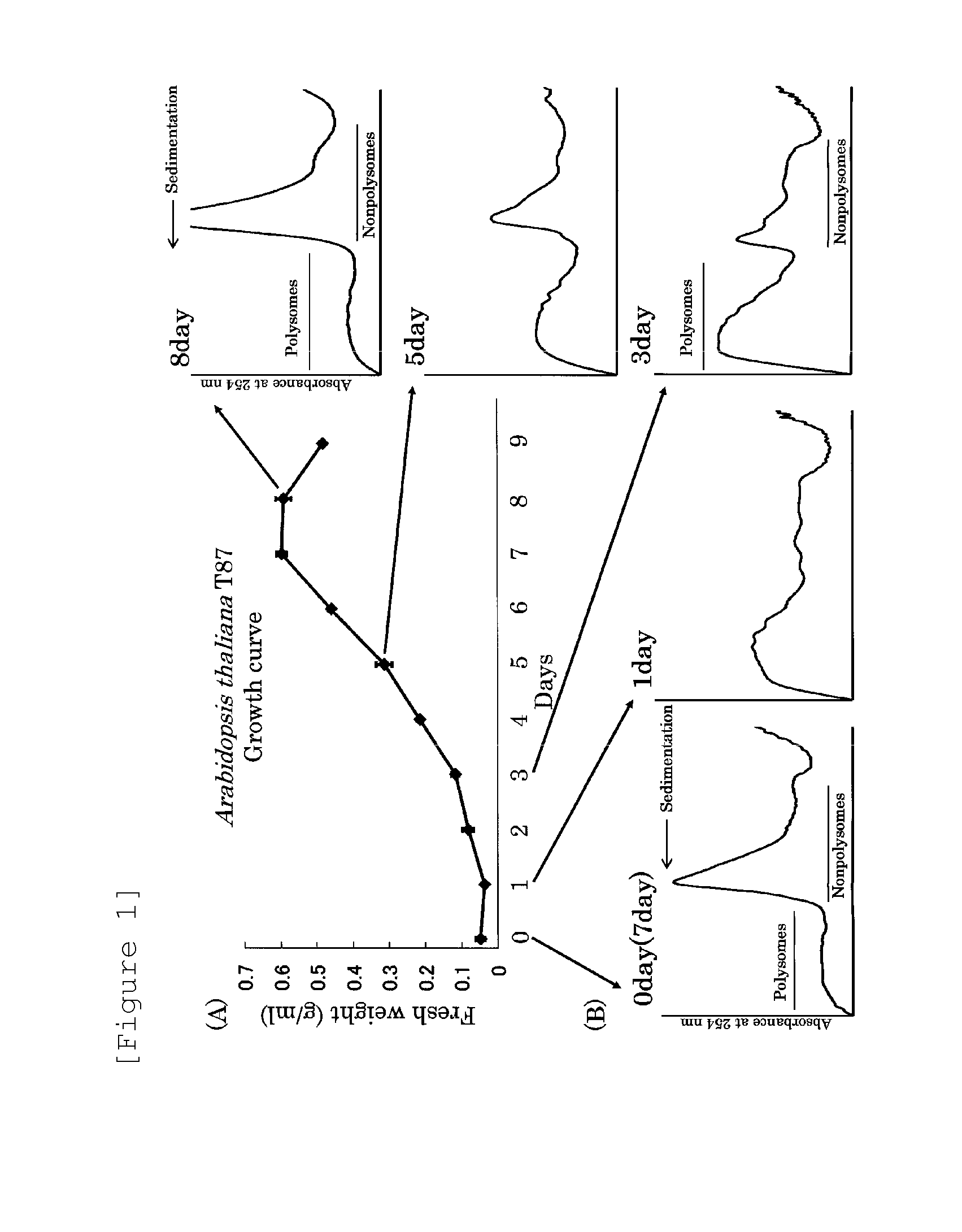 Protein production method using transformed plant cells