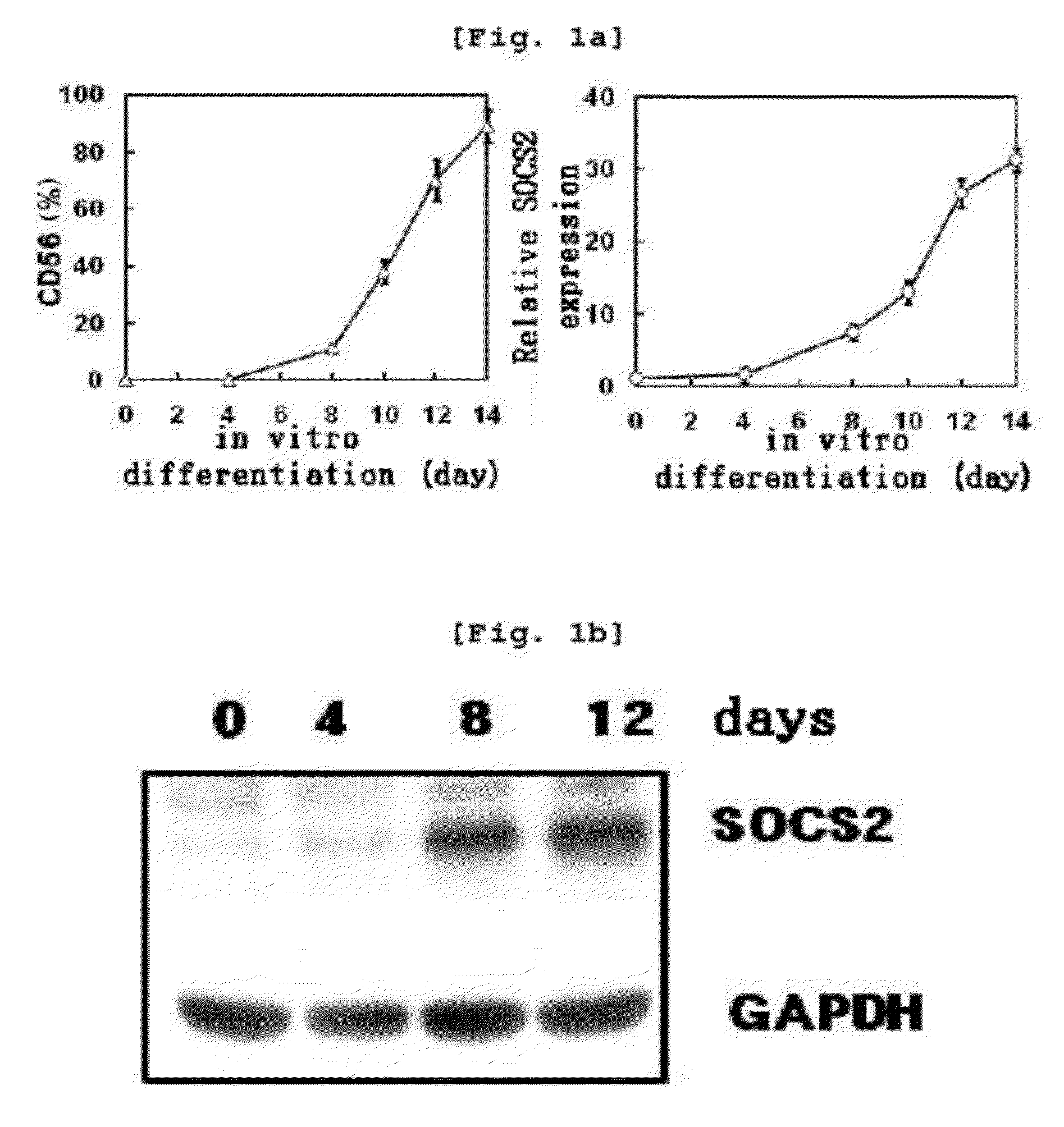 Method for activating a natural killer cell by adjusting the expression of the socs2 gene