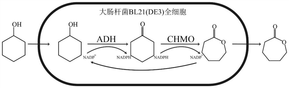 High-throughput screening method of epsilon-caprolactone high-yield strain