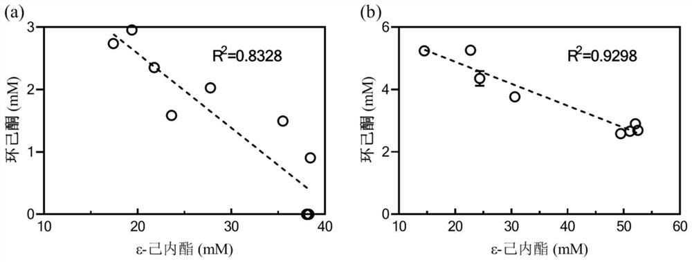 High-throughput screening method of epsilon-caprolactone high-yield strain