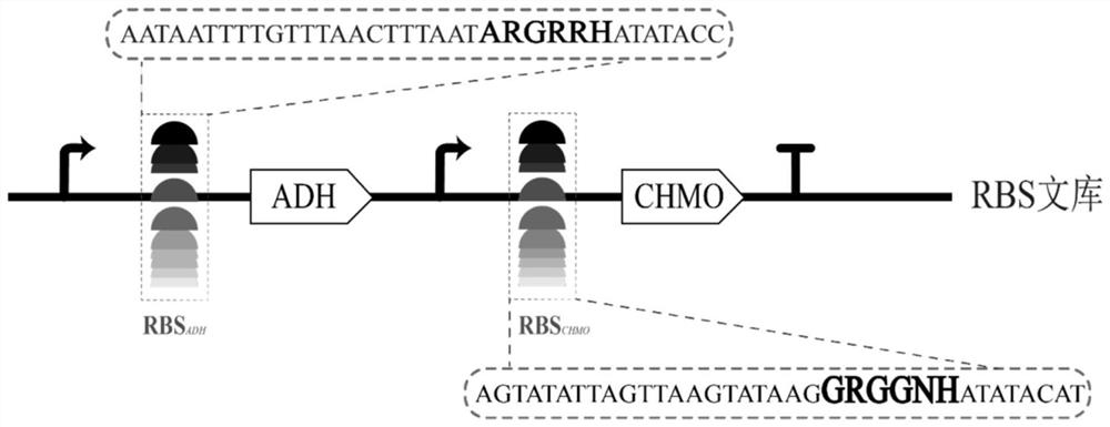 High-throughput screening method of epsilon-caprolactone high-yield strain